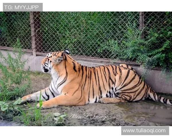 墨西哥老虎与美洲狮的生存之战谁能称霸野生动物界