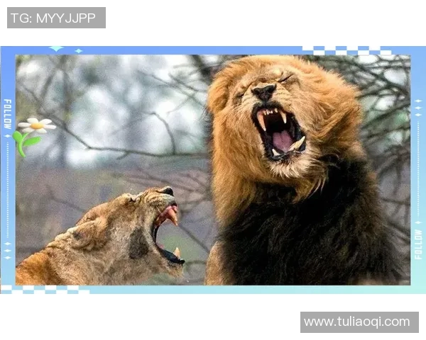 独立队与希拉尔的较量谁能在赛场上笑到最后